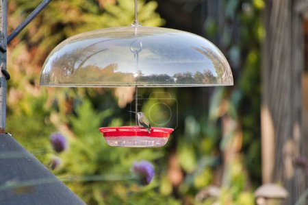 A flat-type hummingbird feeder hanging on the stand.  Vancouver Canada 