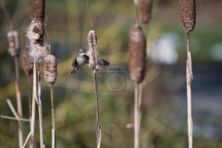 Photo for An Anna hummingbird collecting the nesting staff.  Vancouver BC Canada - Royalty Free Image