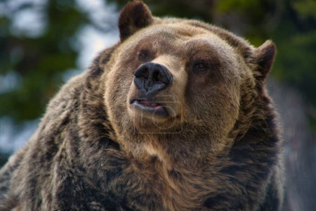 Eine Nahaufnahme des Gesichts eines männlichen Grizzlybären. Moorhuhn-Gebirge, North Vancouver, Kanada