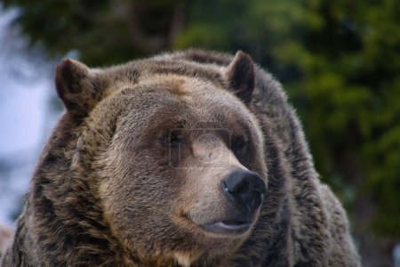 Gros plan du visage d'un grizzli mâle. Grouse Mountain, North Vancouver, Canada