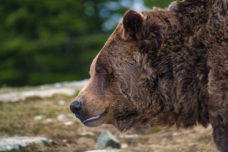 Eine Nahaufnahme des Gesichts eines männlichen Grizzlybären. Moorhuhn-Gebirge, North Vancouver, Kanada