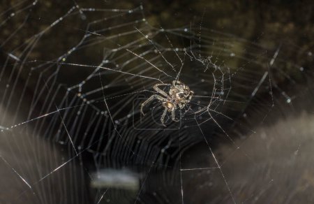 Foto de Araña cazadora o Eusparassus dufouri. Telaraña colocada en la boca de una tubería - Imagen libre de derechos