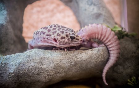 Foto de Geco de leopardo rosa sobre rama. Primera especie domesticada de lagarto. - Imagen libre de derechos