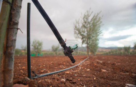 Tropfbewässerungsventil von Intensive Olivenbäume junge Plantage. Selektiver Fokus