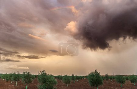 Photo for Storm clouds threatening a young olive grove. Farm insurance concept - Royalty Free Image