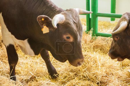 Foto de Zafra, España - 10 de octubre de 2022: Feria Internacional de Ganadería de Zafra. Berrendo en Colorado vaca - Imagen libre de derechos