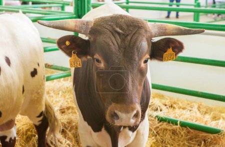 Foto de Zafra, España - 10 de octubre de 2022: Feria Internacional de Ganadería de Zafra. Berrendo en Colorado vaca - Imagen libre de derechos