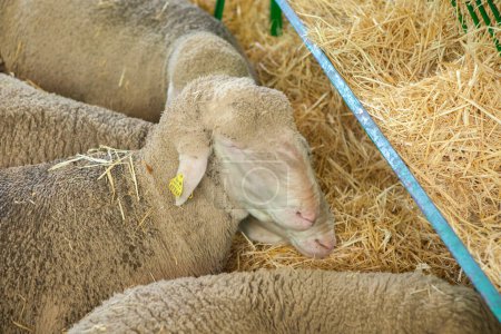 Foto de Zafra, España - 10 de octubre de 2022: Feria Internacional de Ganadería de Zafra. Merina oveja durmiendo - Imagen libre de derechos