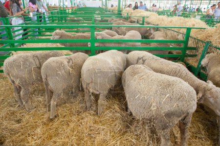 Foto de Zafra, España - 10 de octubre de 2022: Feria Internacional de Ganadería de Zafra. Visitante observando animales - Imagen libre de derechos