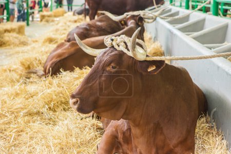 Foto de Zafra, España - 10 de octubre de 2022: Feria Internacional de Ganadería de Zafra. Semental bovino atado por los cuernos - Imagen libre de derechos