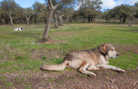 Photo for Spanish mastiff dogs resting at dehesa state. Excellent extensive livestock guardian dog Breed - Royalty Free Image