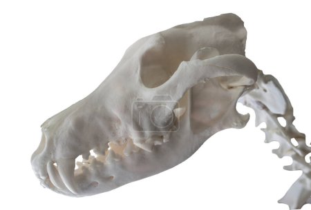 Téléchargez les photos : Crâne et cou de loup ibérique, également appelé canis lupus signatus. Isolé sur fond blanc - en image libre de droit
