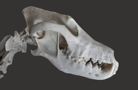 Téléchargez les photos : Crâne et cou de loup ibérique, également appelé canis lupus signatus. Isolé sur fond noir - en image libre de droit