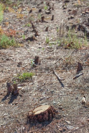 Téléchargez les photos : Plancher forestier dégagé avec arbres abattus. Sierra Fria, Caceres, Estrémadure, Espagne - en image libre de droit