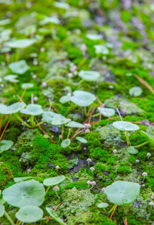 Foto de Little mushroom growing between navelworts on wet green tree bark. Closeup - Imagen libre de derechos