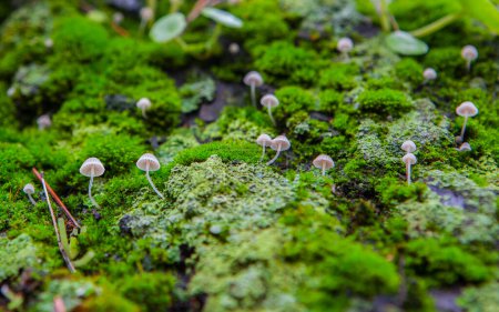 Foto de Little mushroom growing between navelworts on wet green tree bark. Closeup - Imagen libre de derechos