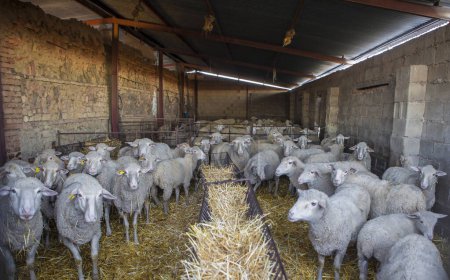 Foto de Flock of sheep in the stable about to go out to pasture. Selective focus - Imagen libre de derechos