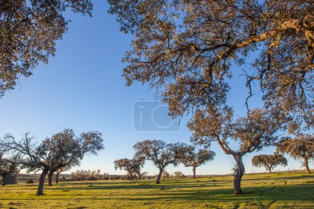 Photo for Dehesa at rising on winter season. Mediterranean holm oak forest - Royalty Free Image