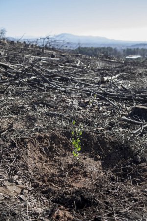 Téléchargez les photos : Paysage carbonisé avec jeunes plants de chêne. Remise en état des forêts détruites par un incendie - en image libre de droit