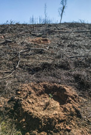 Téléchargez les photos : Paysage carbonisé avec jeunes plants de chêne. Remise en état d'anciennes forêts détruites par un incendie - en image libre de droit