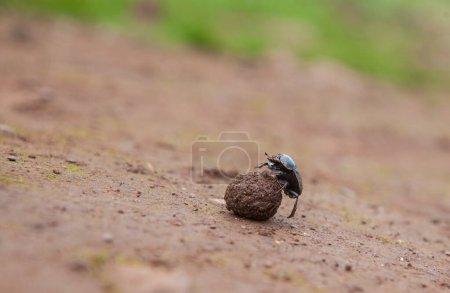 Photo for Dung beetle rolling a ball of dung. Alor Mountains, Extremadura, Spain - Royalty Free Image