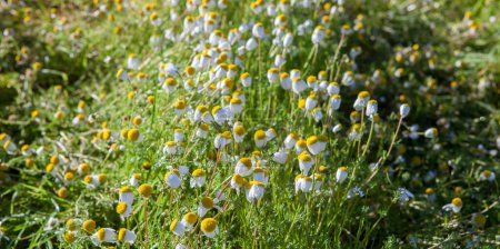 Photo for Chamaemelum nobile, commonly known as chamomile, blossoning at cultivated ground - Royalty Free Image
