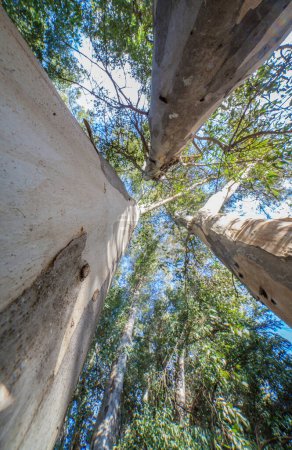 Téléchargez les photos : Grand eucalyptus pointant vers le ciel au bord de la rivière Guadiana, Badajoz, Espagne. Arbres introduits en Espagne pour la production de bois à pâte - en image libre de droit
