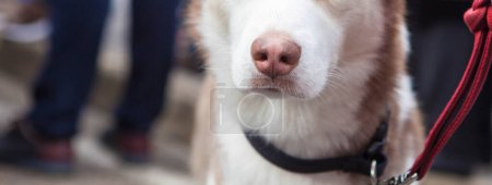Téléchargez les photos : Détail du museau rose humide de chien. Husky sibérien brun clair. Format long - en image libre de droit