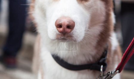 Téléchargez les photos : Détail du museau rose humide de chien. Husky sibérien brun clair - en image libre de droit