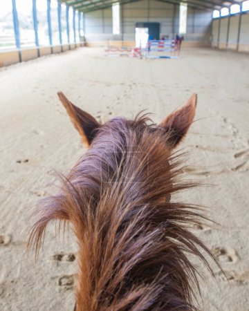 Photo for Horse training at indoor obstacles course. Scene viewed from horseback - Royalty Free Image