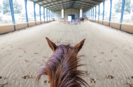 Photo for Horse training at indoor obstacles course. Scene viewed from horseback - Royalty Free Image