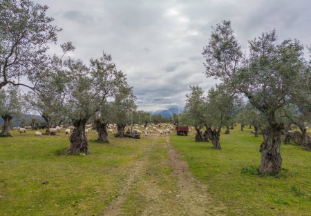 Téléchargez les photos : Moutons pâturant entre les oliviers. Palais Sotofermoso entoure. Abadia, Caceres, Espagne - en image libre de droit