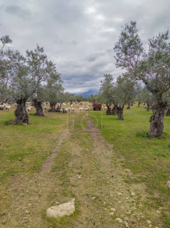 Téléchargez les photos : Moutons pâturant entre les oliviers. Palais Sotofermoso entoure. Abadia, Caceres, Espagne - en image libre de droit