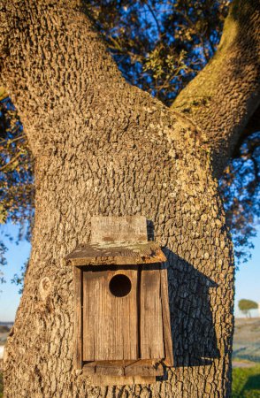 Téléchargez les photos : Ancien nichoir en bois attaché au tronc de chêne vert. Lumière du lever du soleil - en image libre de droit