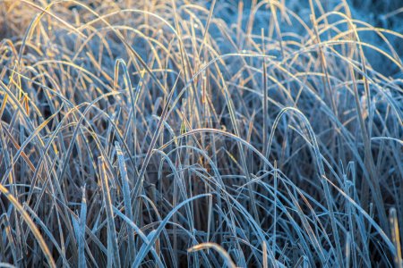 Photo for Frost leaves of  bulrush. Cold winter sunrise in Extremadura, Spain - Royalty Free Image