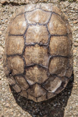 Foto de Guadiana caparazón de tortuga estanque español. Luz natural. Vertical - Imagen libre de derechos