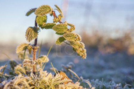 Photo for Frost plant of nettle, urtica urens. Shot done from floor a cold winter morning, Badajoz, Spain - Royalty Free Image