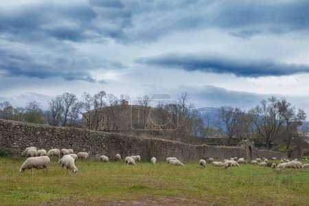 Photo for View of the Palace of Soto Fermoso with a flock of sheep grazing. Abadia, Caceres, Spain - Royalty Free Image