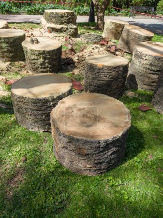 Photo for Palm trees attacked by the plague of red palm weevil. View of felled logs in a public park - Royalty Free Image