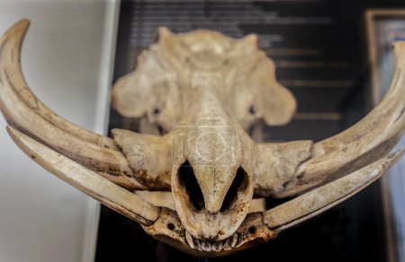 Téléchargez les photos : Coimbra, Portugal - 6 septembre 2019 : Crâne de phacochère commun. Musée des Sciences de l'Université de Coimbra. Cabinet d'histoire naturelle - en image libre de droit