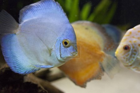 Photo for Symphysodon discus fish. Blue diamond and amber specimens - Royalty Free Image