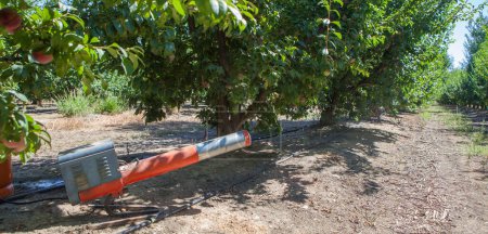 Photo for Bird scarer machine placed between plum trees. This device create loud explosions to protect crops and scare away birds - Royalty Free Image