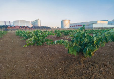 Foto de Zona industrial Tierra de Barros. Famosas aceitunas de mesa y región vinícola - Imagen libre de derechos