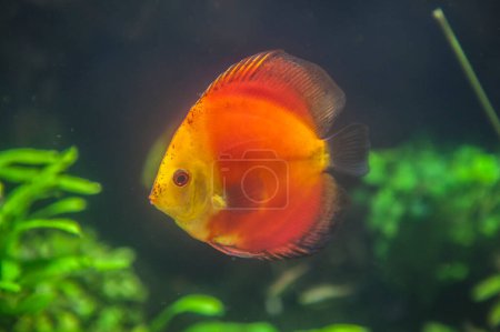 Foto de Marlboro rojo discus peces o symphysodon discus nadando solo - Imagen libre de derechos