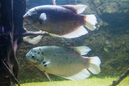 Photo for Giant gourami or osphronemus goramy swimming in group - Royalty Free Image