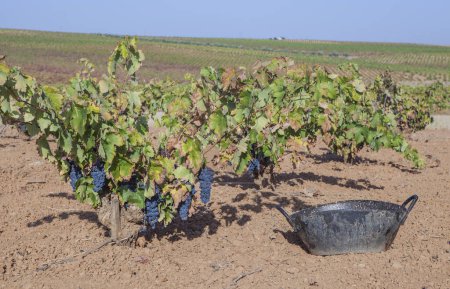 Téléchargez les photos : Cueillette seau près de la vigne. Terres arables rouges de la Terre de Barros, Espagne - en image libre de droit