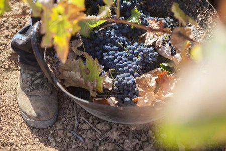 Téléchargez les photos : Ramasseur de raisin travaillant avec la récolte seau sur le sol. Scène de saison des vendanges - en image libre de droit