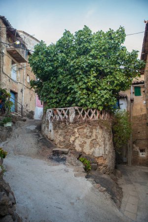 Photo for Gata, beautiful little town in Sierra de Gata, Caceres, Extremadura, Spain. Huge fig tree planted on a steep street - Royalty Free Image