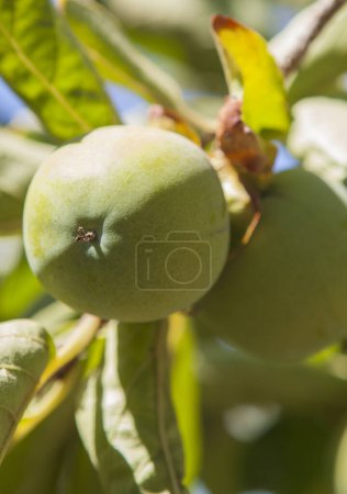 Foto de Manzanas verdes en rama. Granny Smith variedad. Las Vegas Altas del Guadiana plantaciones, Badajoz, España - Imagen libre de derechos