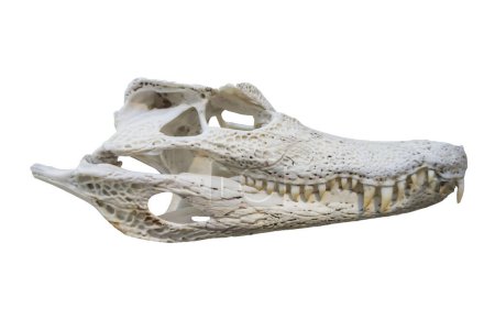 Téléchargez les photos : Crâne de caïman spectaculaire également appelé crocodile de Caïman. Isolé sur fond blanc - en image libre de droit